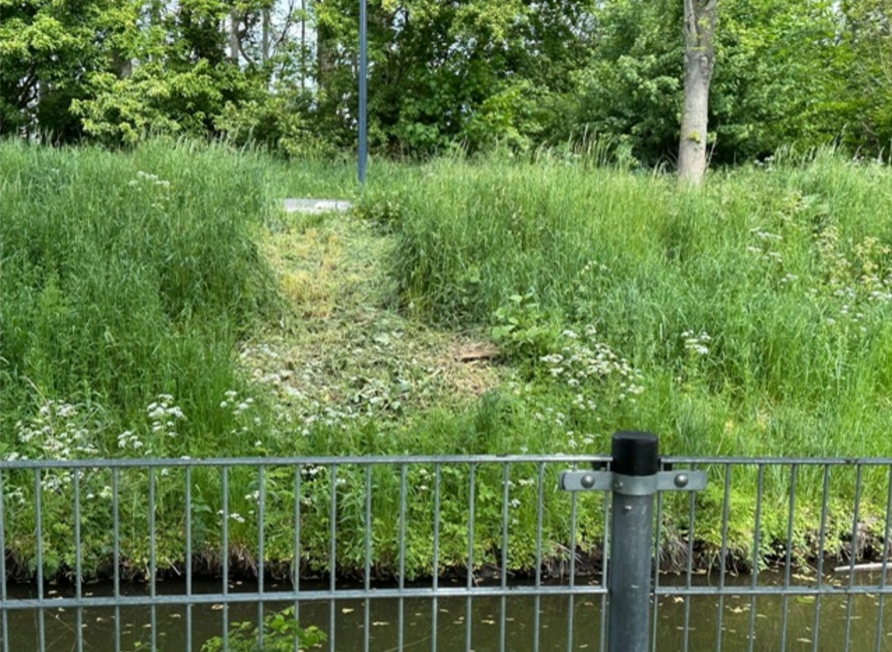 Fractie Tonnaer en Sociaal Hoorn willen directe stop maaien Japanse Duizendknoop, zet varkens in