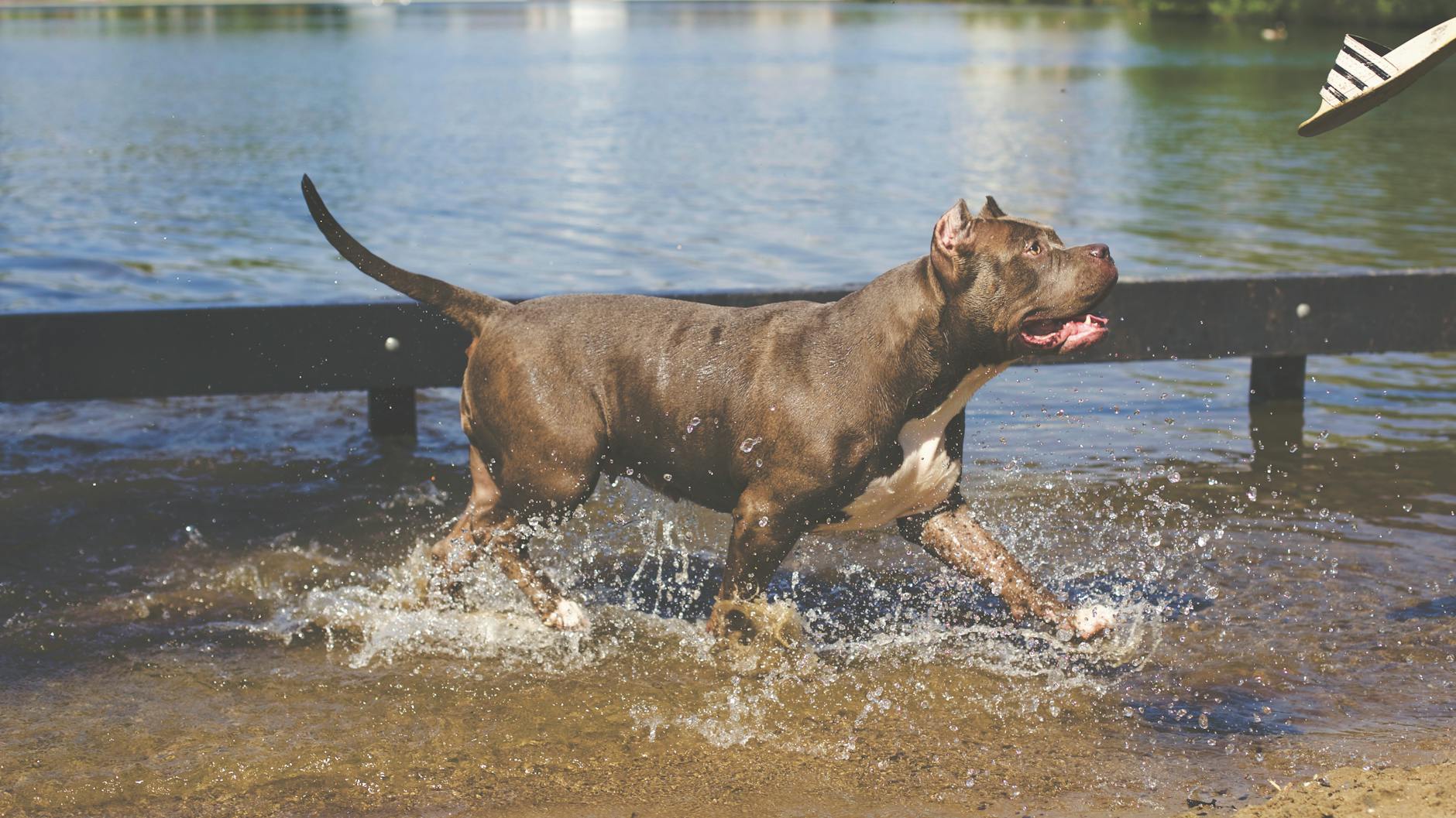 tan american pitbull running on water