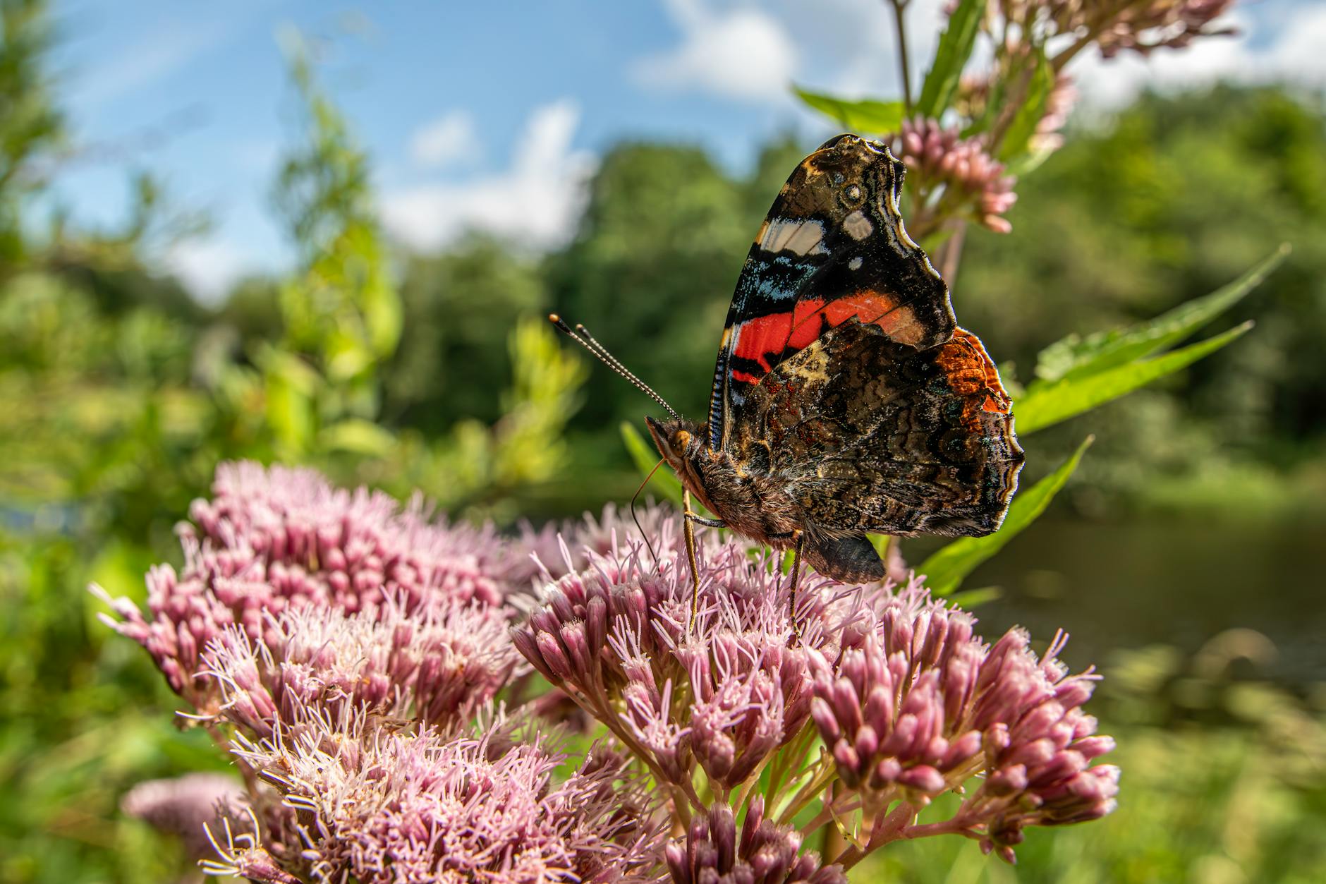 a red admiral butterfly on a flower in the woods