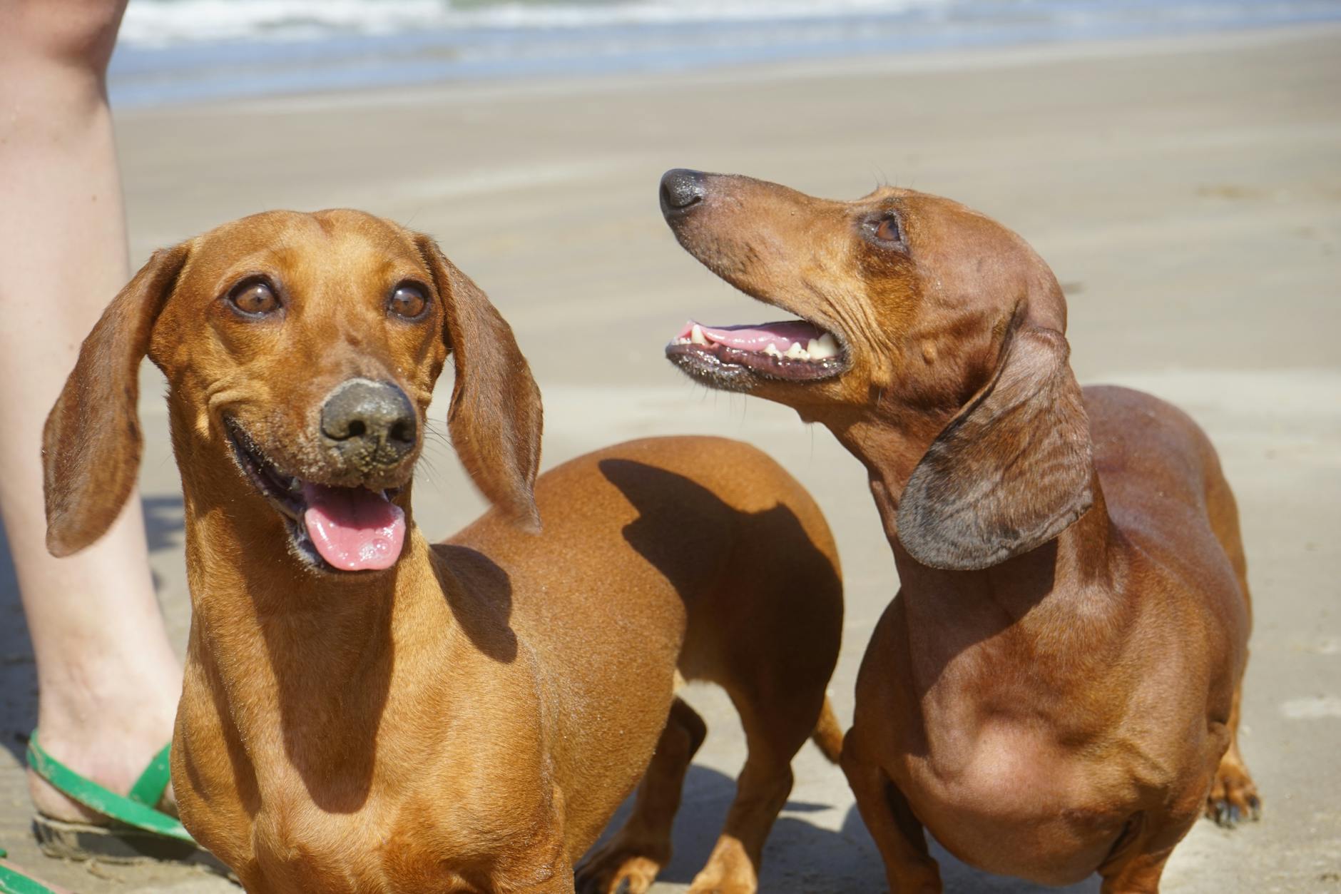 two brown dachshund