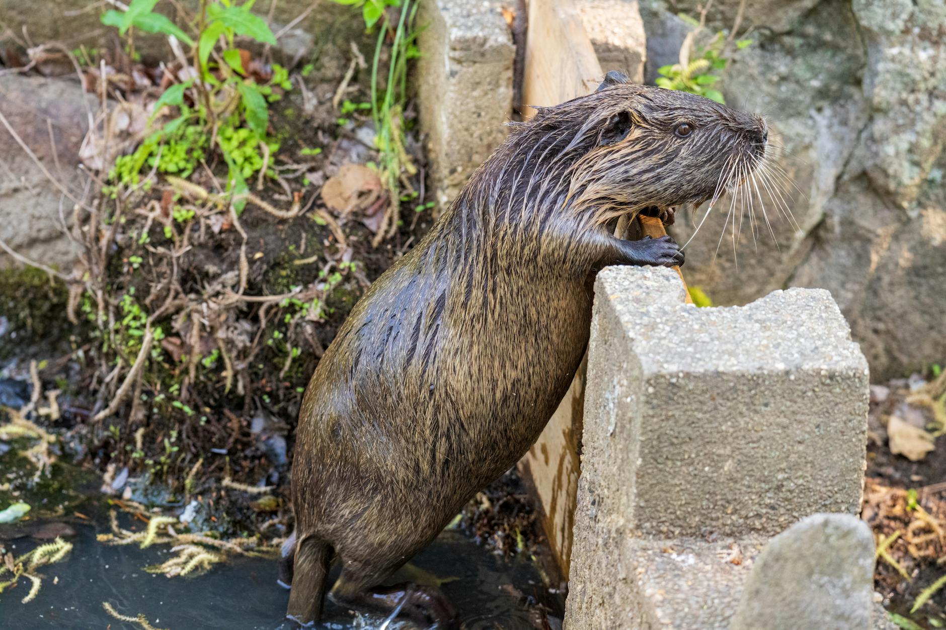 curious nutria peering over a concrete barrier