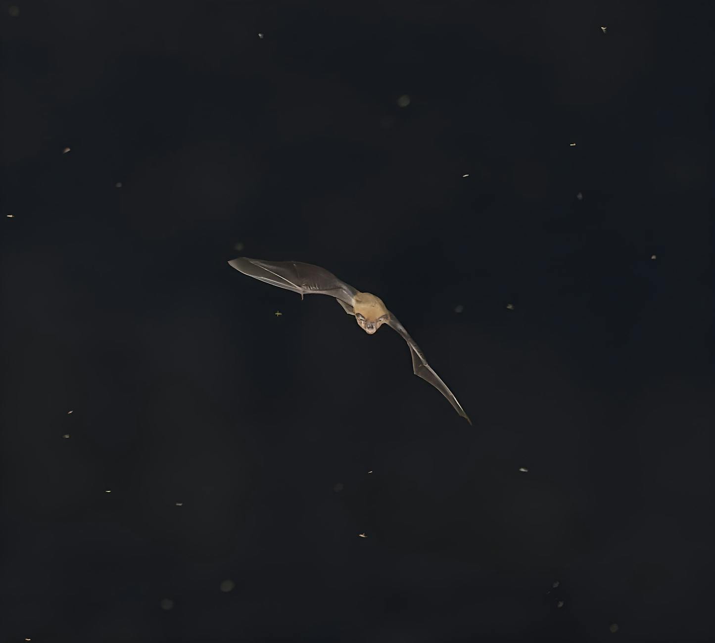 bat flying in the night sky over vietnam