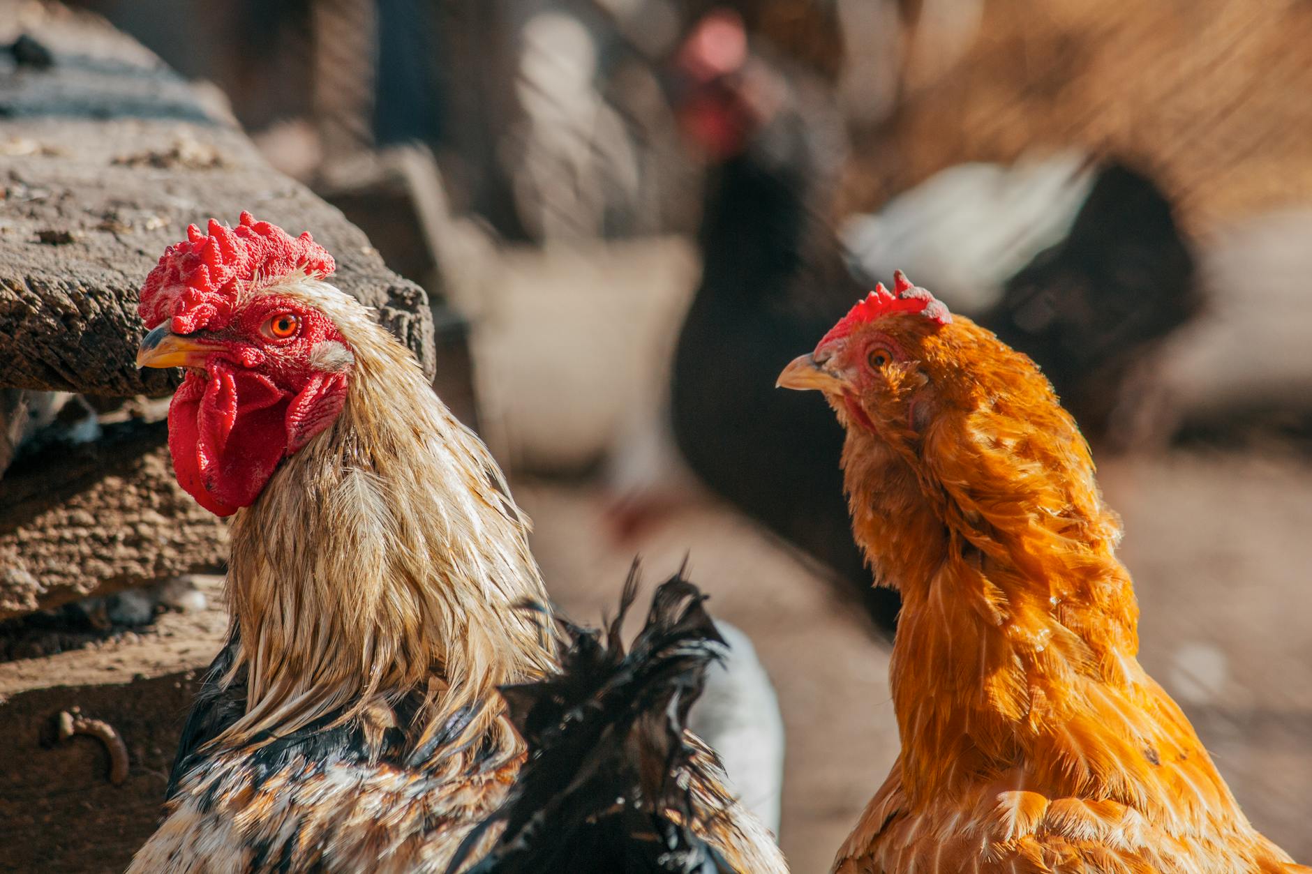 photo of chickens