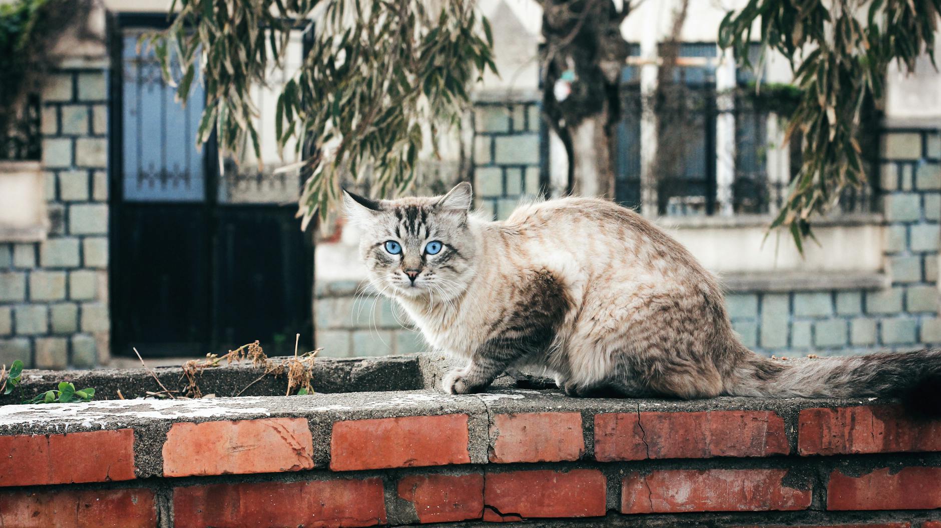 siamese cat on brick wall in algerian street setting