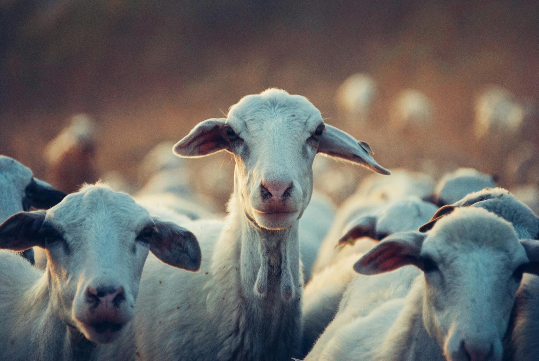 agriculture animals cattle domestic