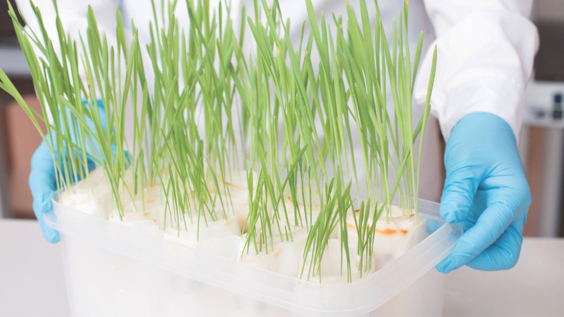 Biologische gewasbescherming van Syngenta in moderne teelt