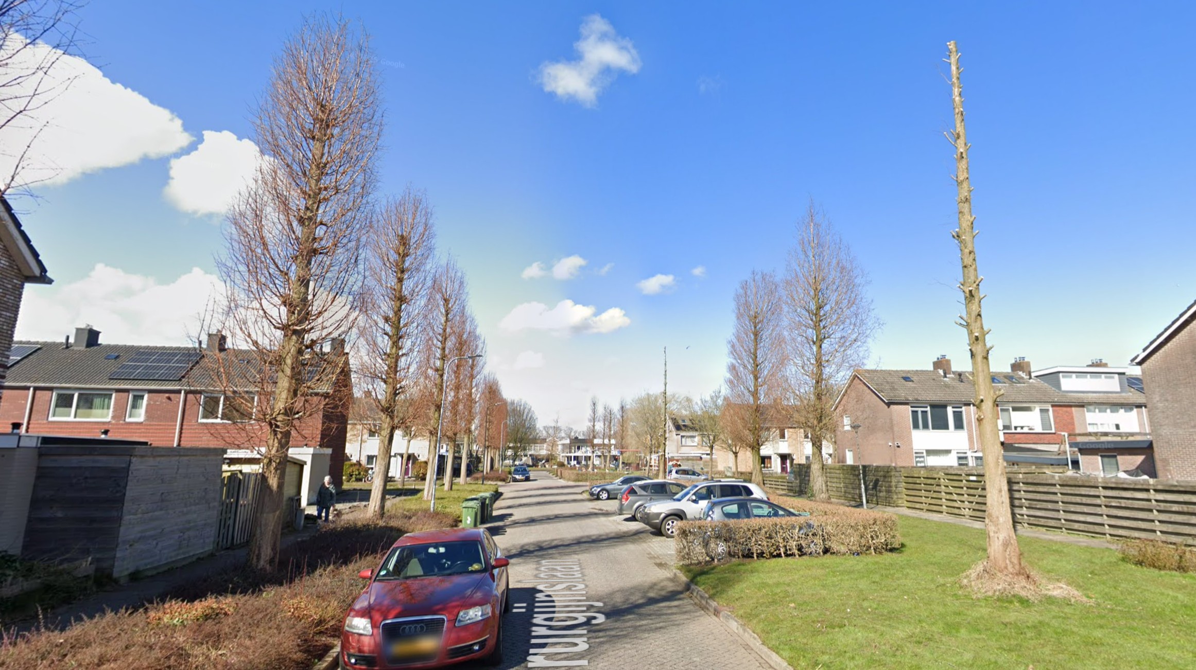 Vergunning voor kappen Cypressen Chirurgijnslaan Medemblik