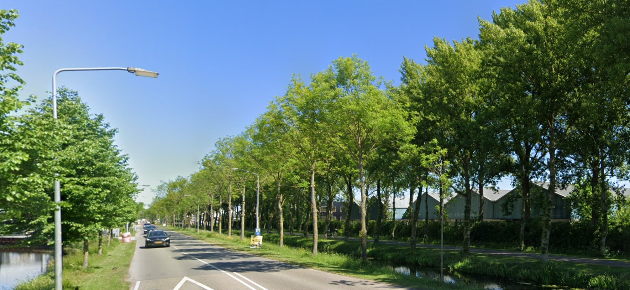 Zieke essen langs de Dijkgraaf Grootweg in Andijk waarvoor een kapvergunning is verleend.