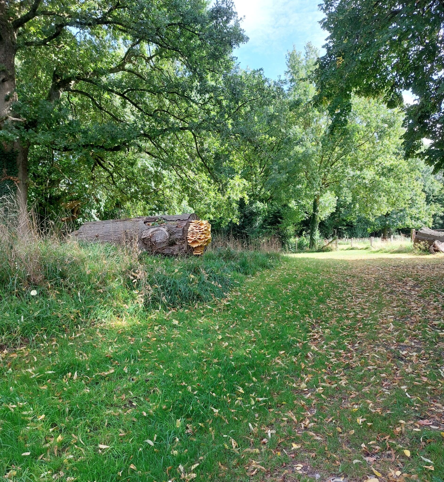 Wandelaars tijdens de herfstrondleiding door het Zanddepot in Andijk, omringd door kleurrijke herfstbladeren en paddenstoelen.