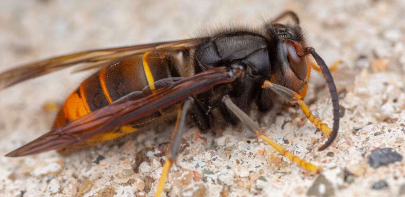 Aziatische hoornaar als invasieve soort die bedreiging vormt voor bijen en biodiversiteit.