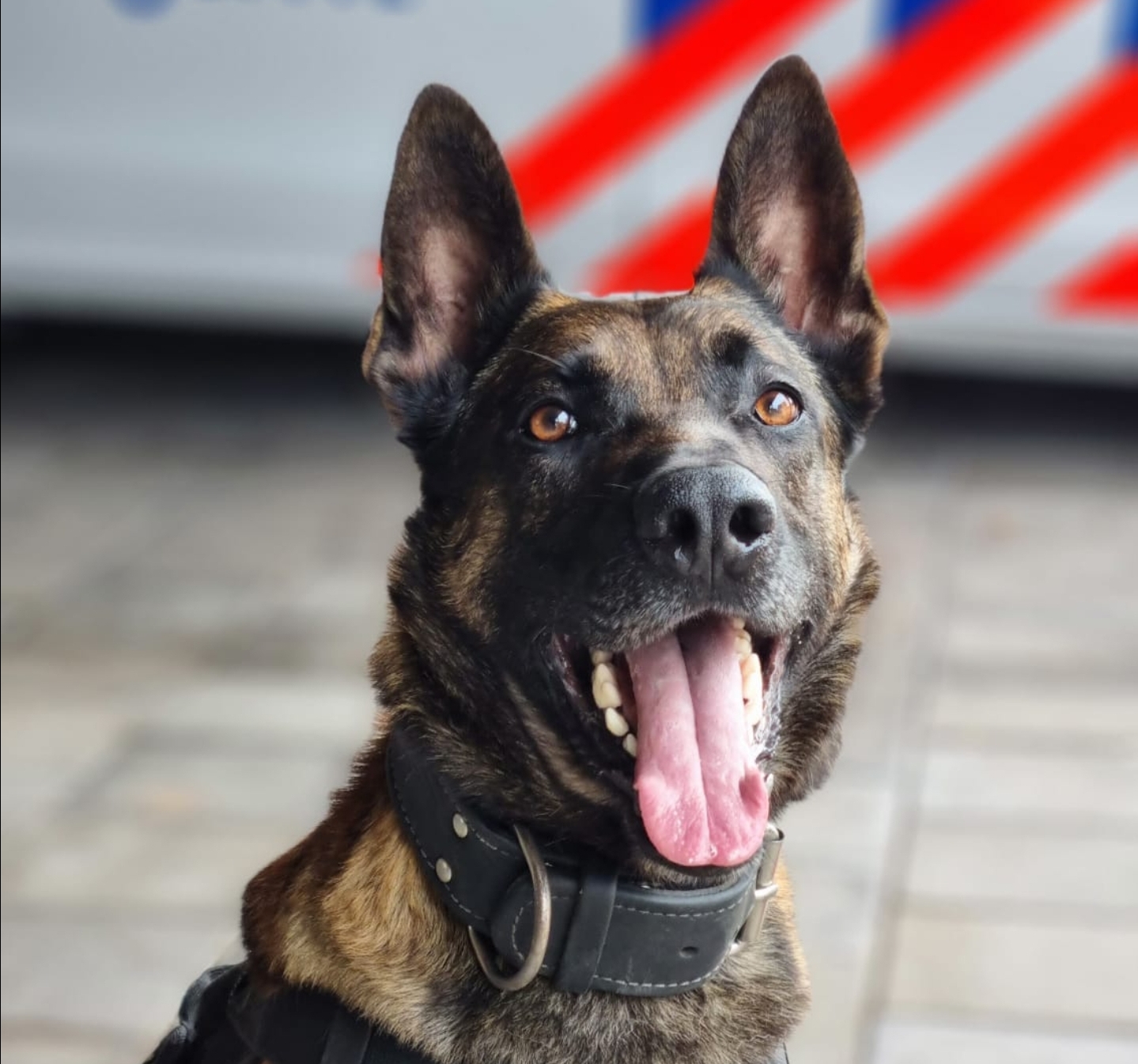 Politiediensthond Appie spoort verdachte op tijdens nachtelijke zoekactie in Hoorn