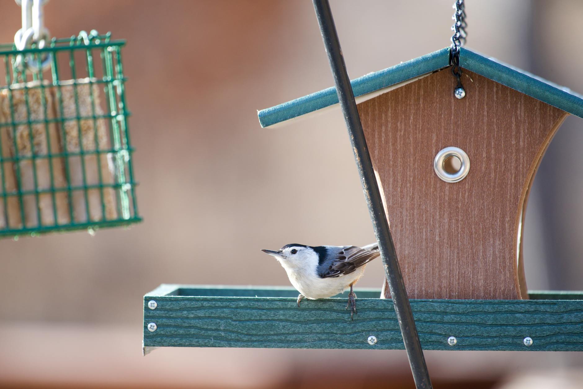 Compenserende nestkasten in natuurgebied De Put Enkhuizen