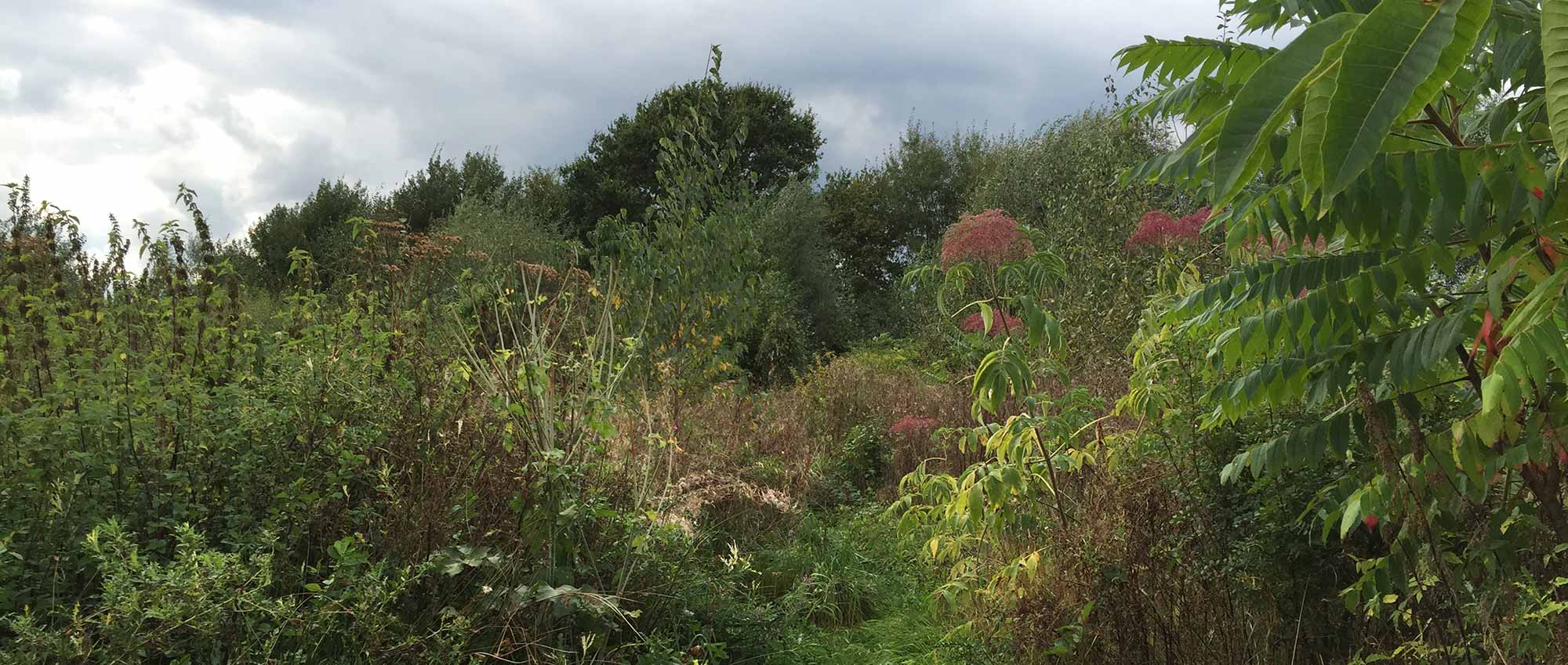 Impressie van een toekomstig voedselbos in park Zwaag-Ballenbrug in Hoorn.