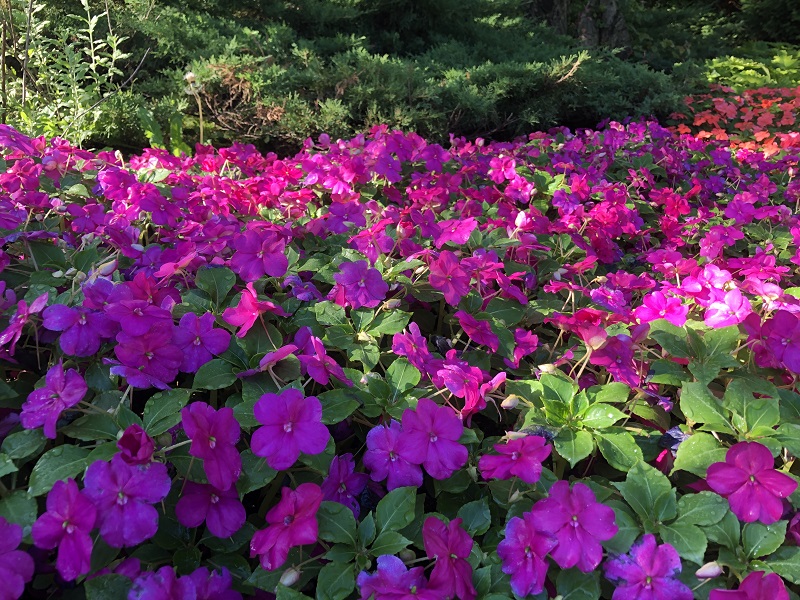Kleurrijke Beacon Impatiens in bloei als symbool voor donatie aan goede doelen