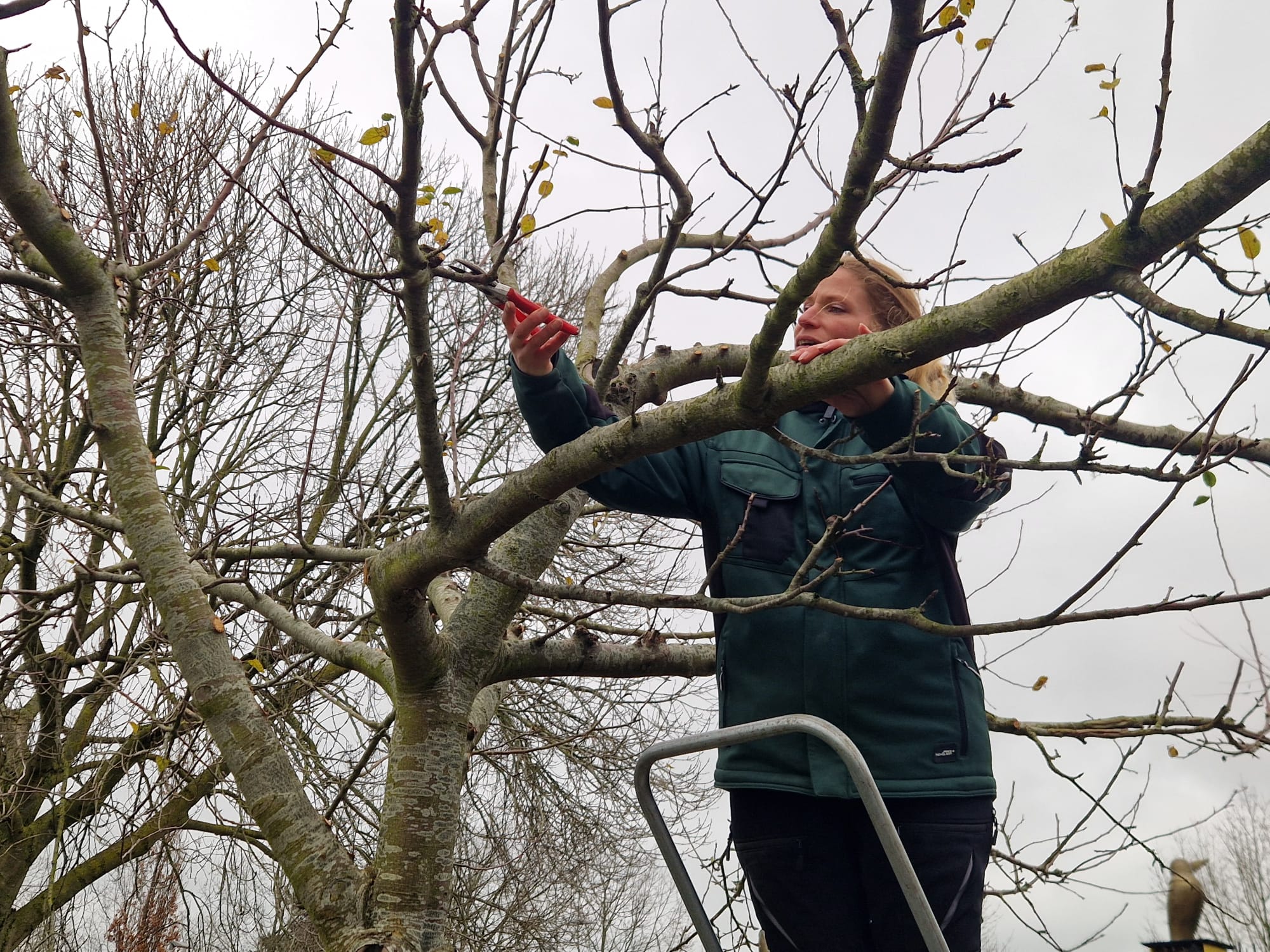 Expert legt uit hoe je hoogstam fruitbomen snoeit bij MAK Blokweer