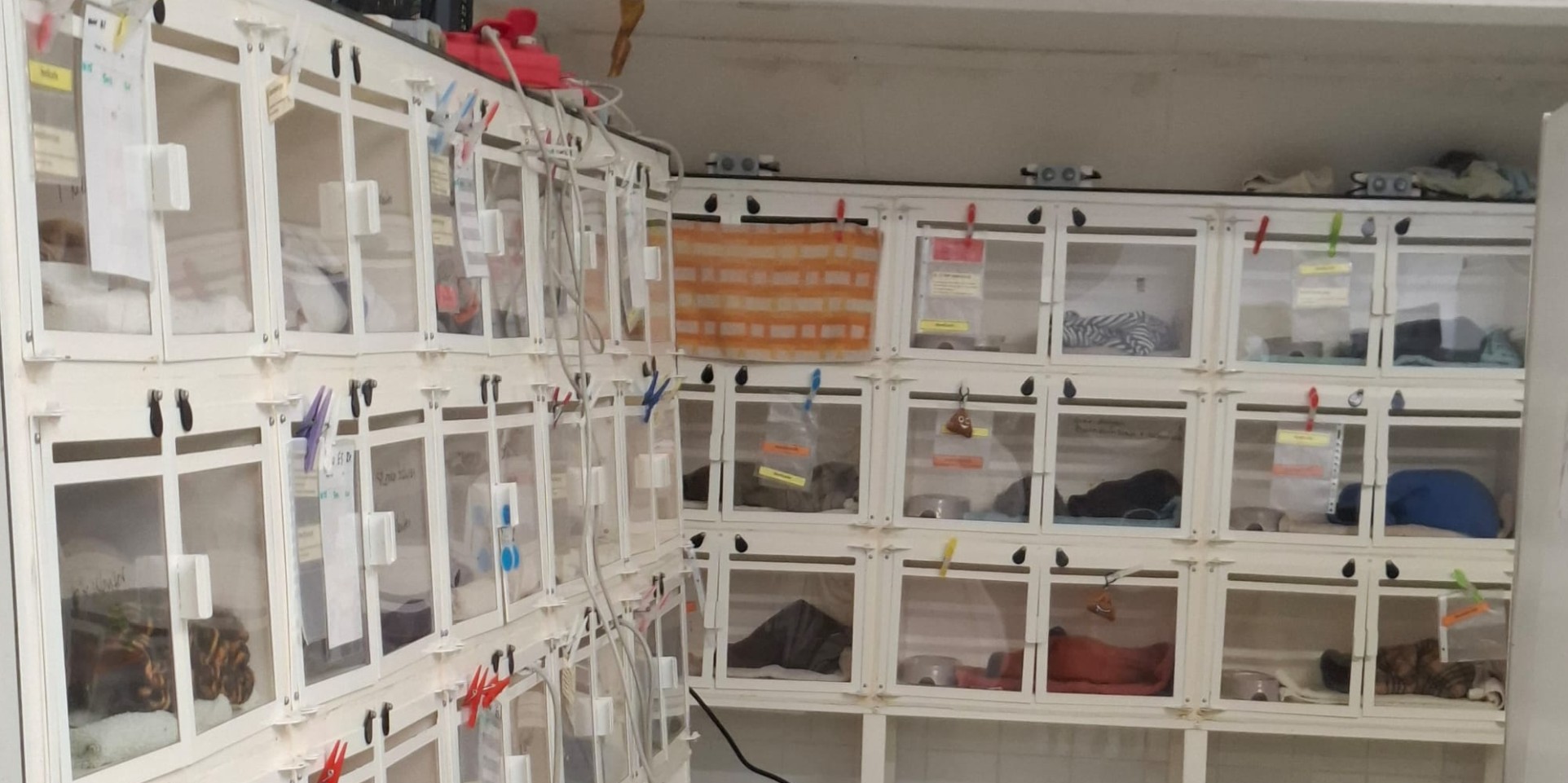 Nieuwjaarsduik MORGEN! Medemblik steunt De Bonte Piet