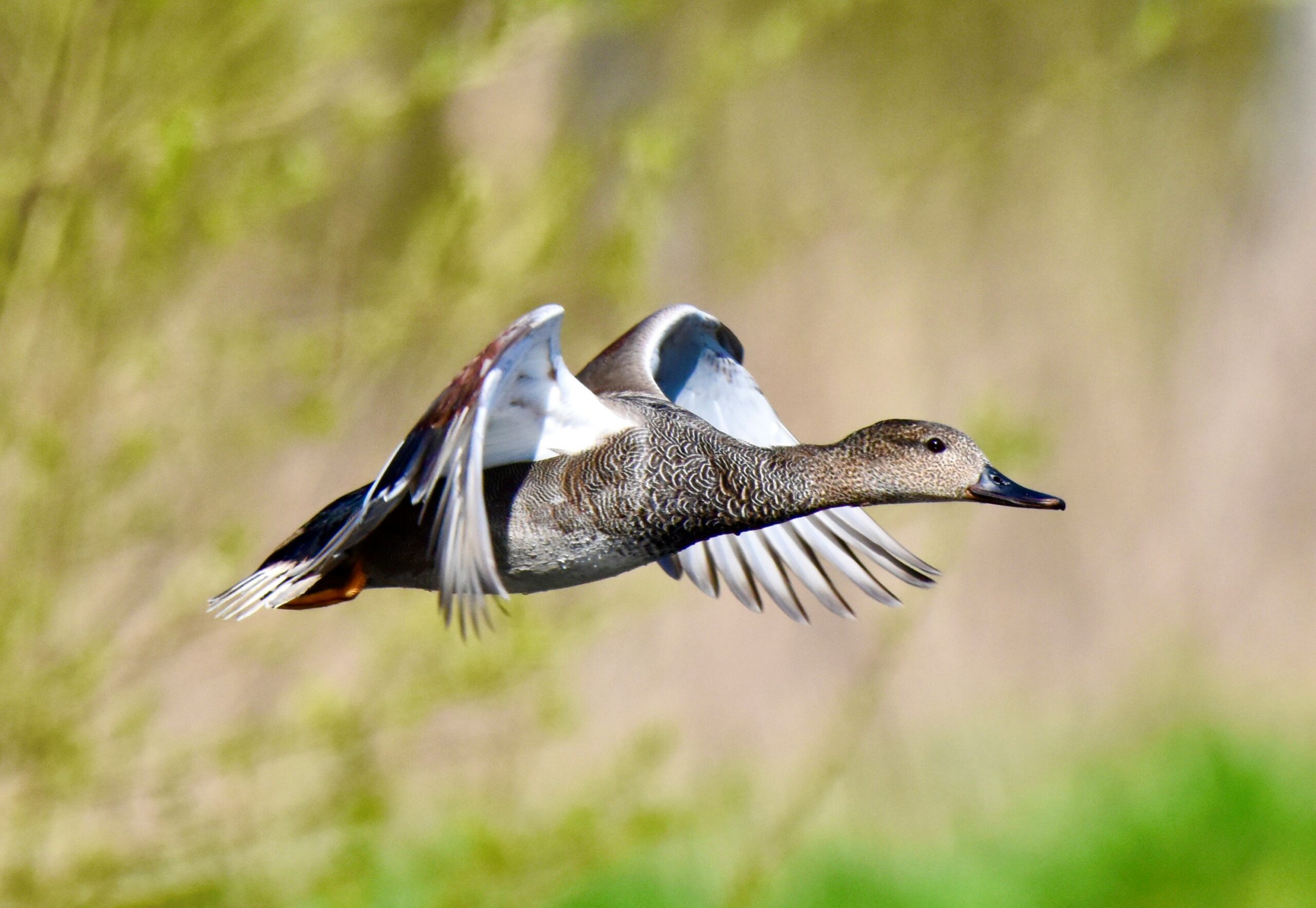 Deelnemers tijdens vogellezing bij MAK Blokweer over wintervogels