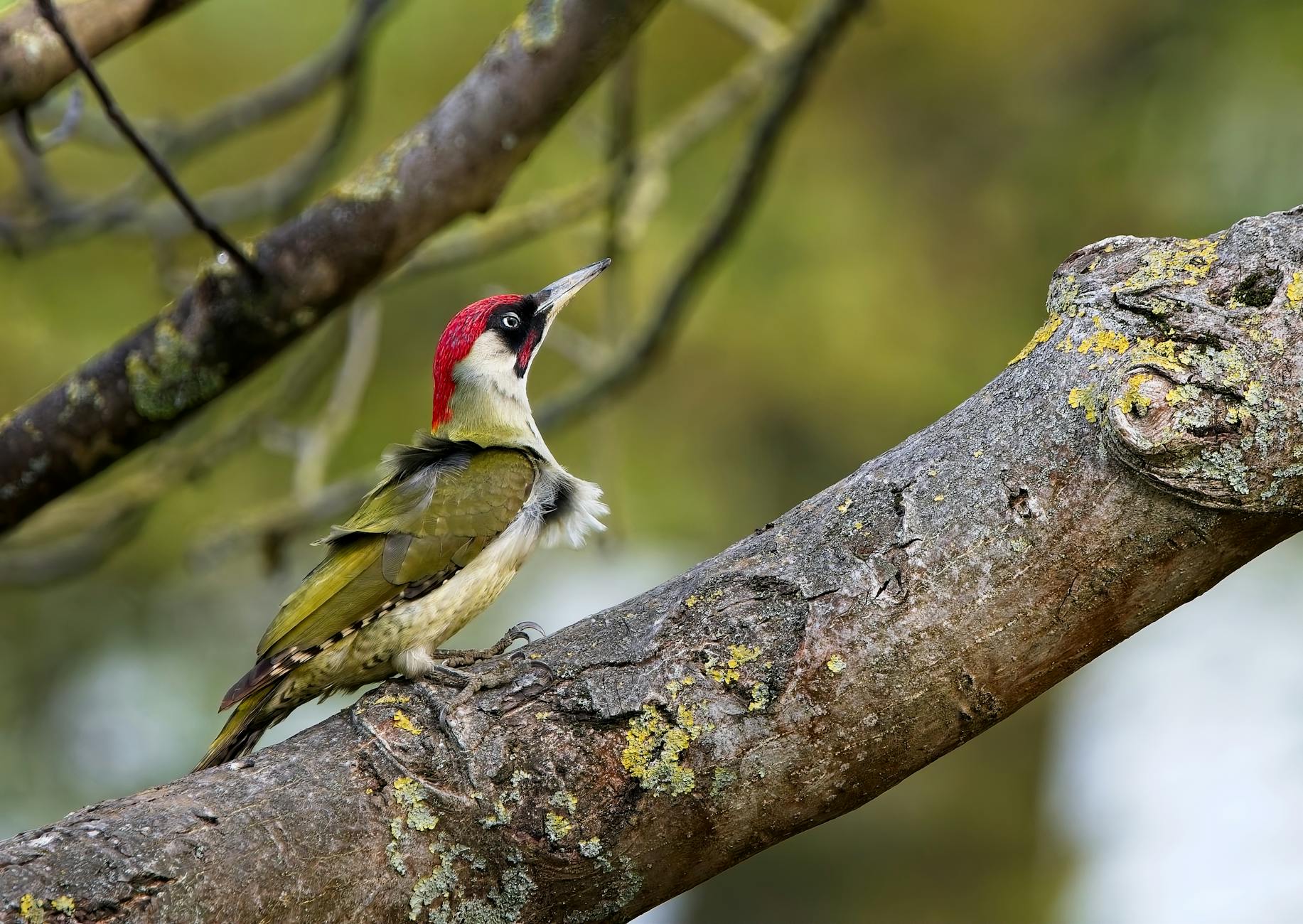 Populieren aan het Bosplan in Abbekerk waarvoor een kapvergunning is aangevraagd