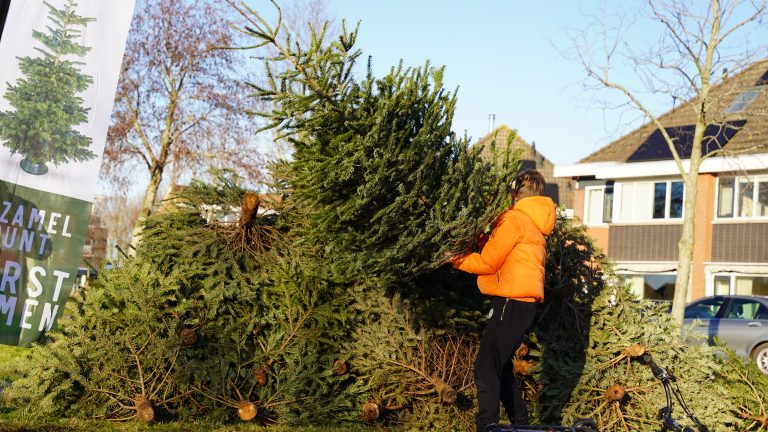 Ingezamelde kerstbomen tijdens de kerstbomenactie in Enkhuizen