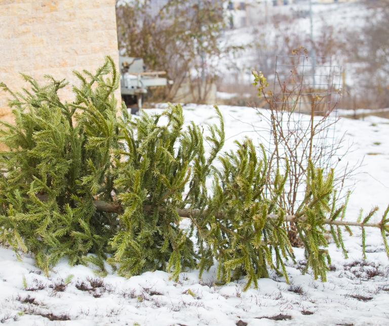 Enkhuizen verplaatst kerstboominzameling naar volgende week