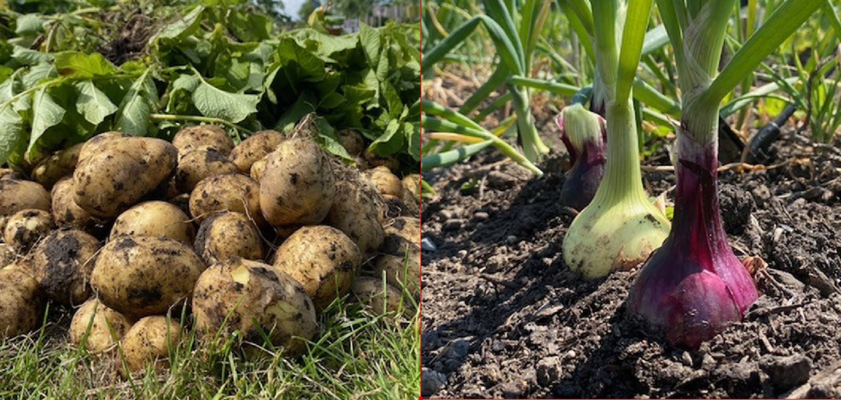 Oefentuinen bij de schooltuinen aan de Dreef in Enkhuizen