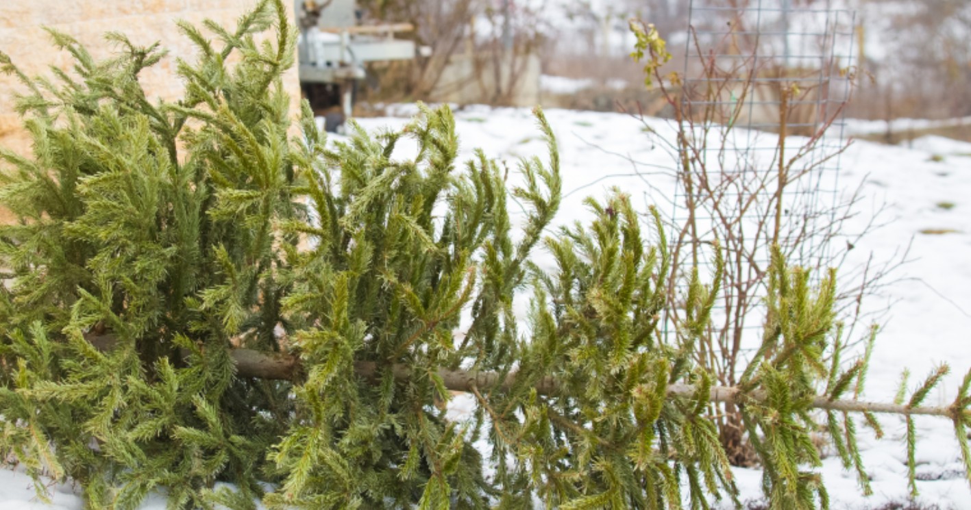 Stede Broec en Drechterland stellen inzameling kerstbomen uit vanwege winterweer
