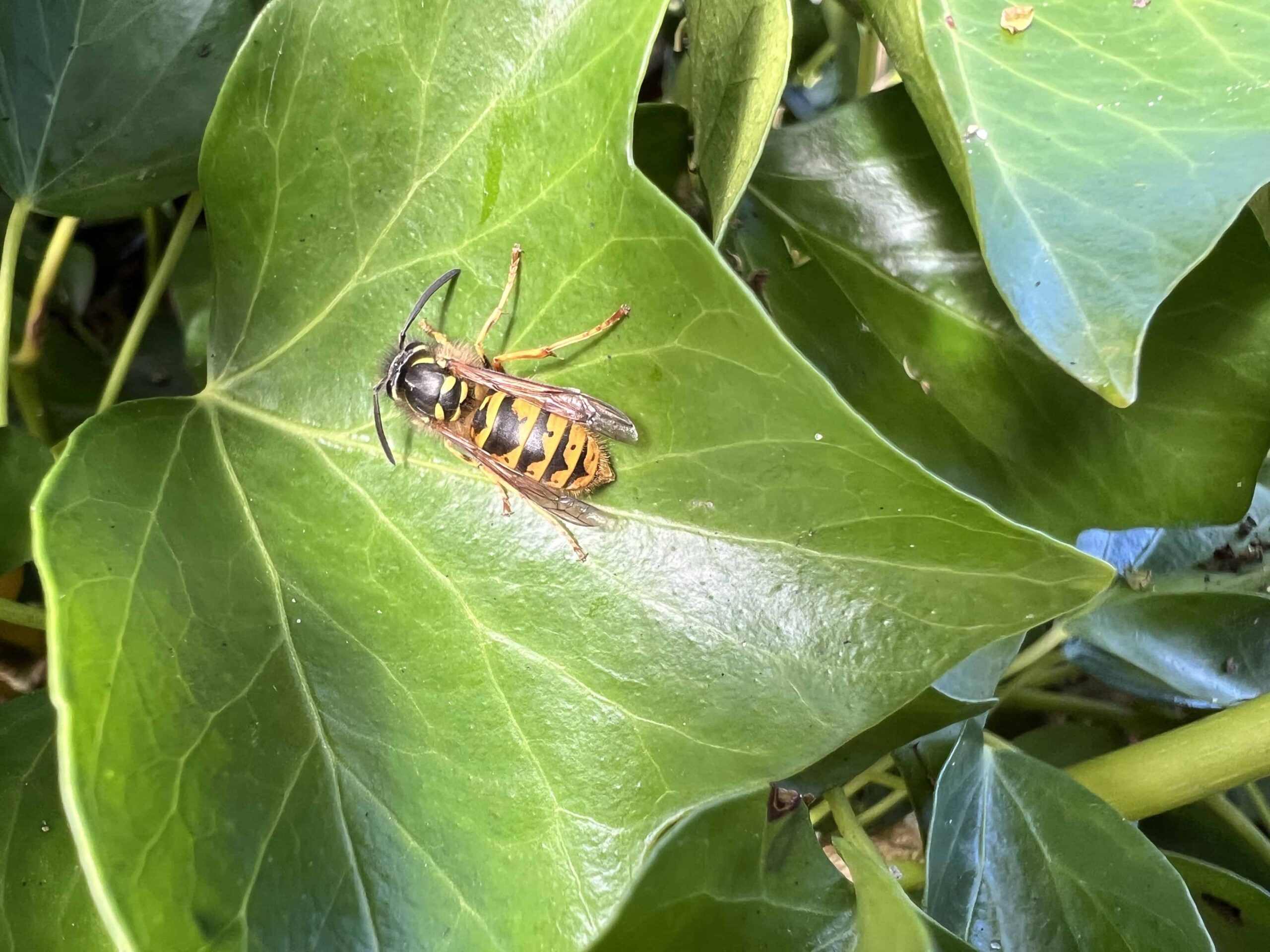 Wespennest dat natuurvriendelijk wordt verplaatst naar een veilige locatie