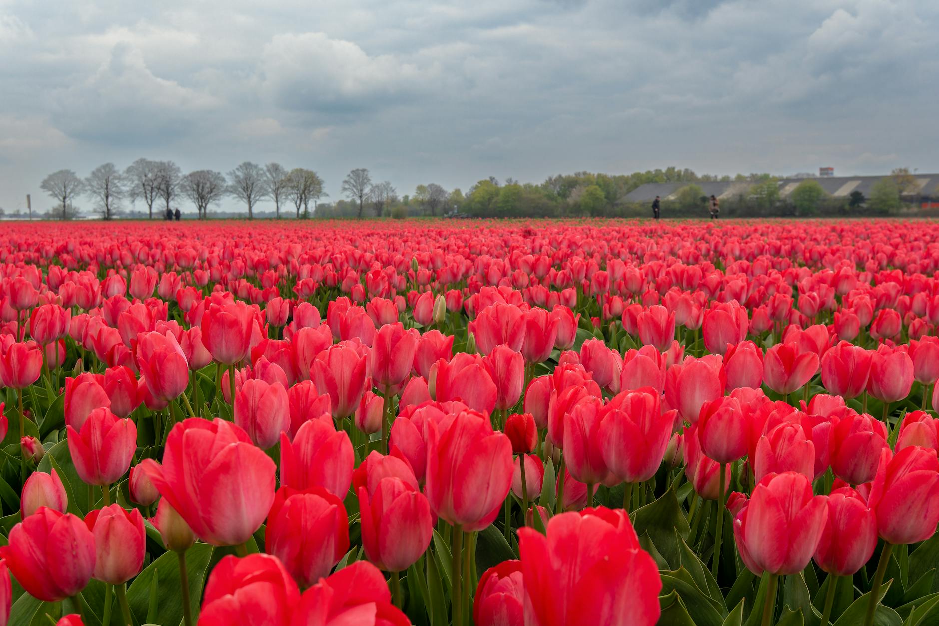 Landbouwpercelen in Noord-Holland waar PFAS-houdende gewasbeschermingsmiddelen worden gebruikt