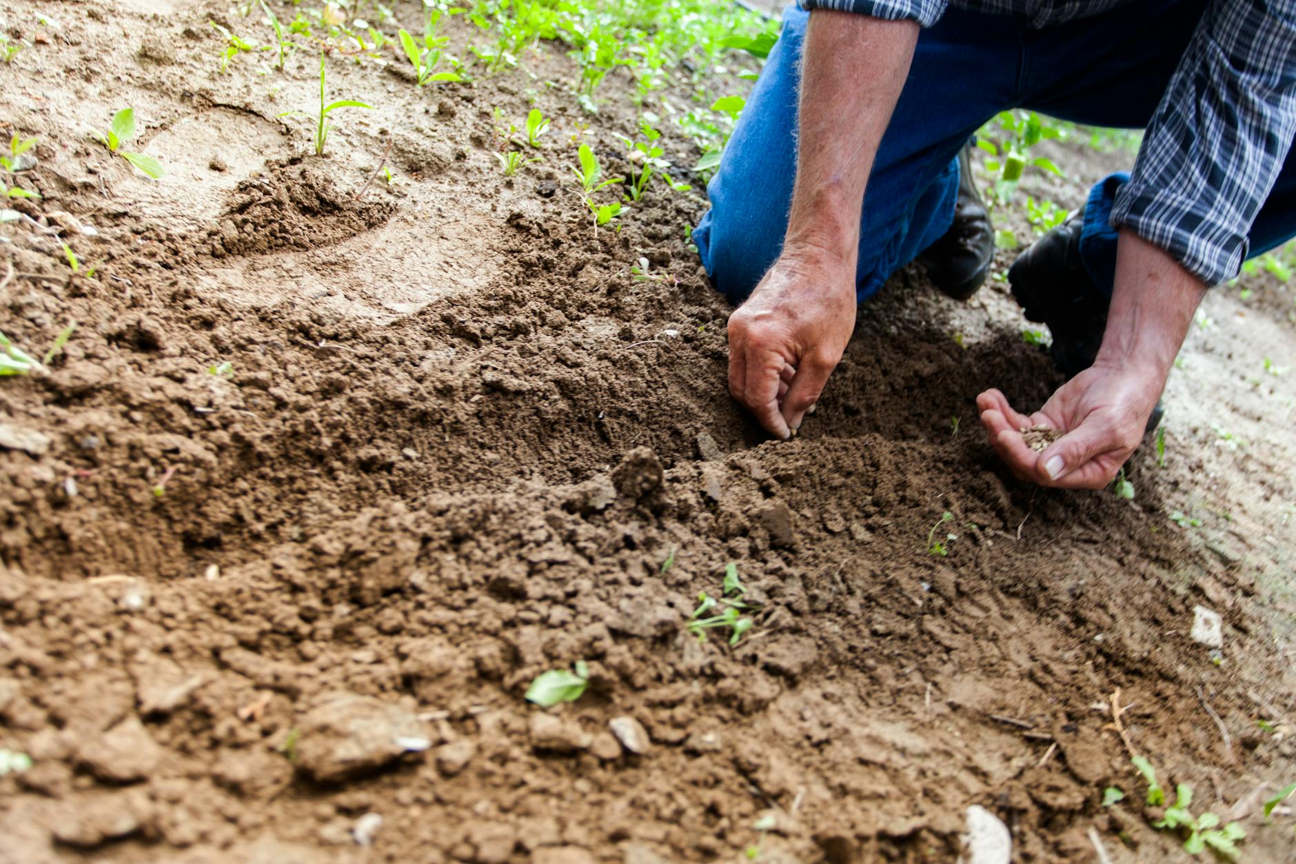 Actie van FNV bij Nederlandse tuinzaadbedrijven vanwege vastgelopen cao-onderhandelingen