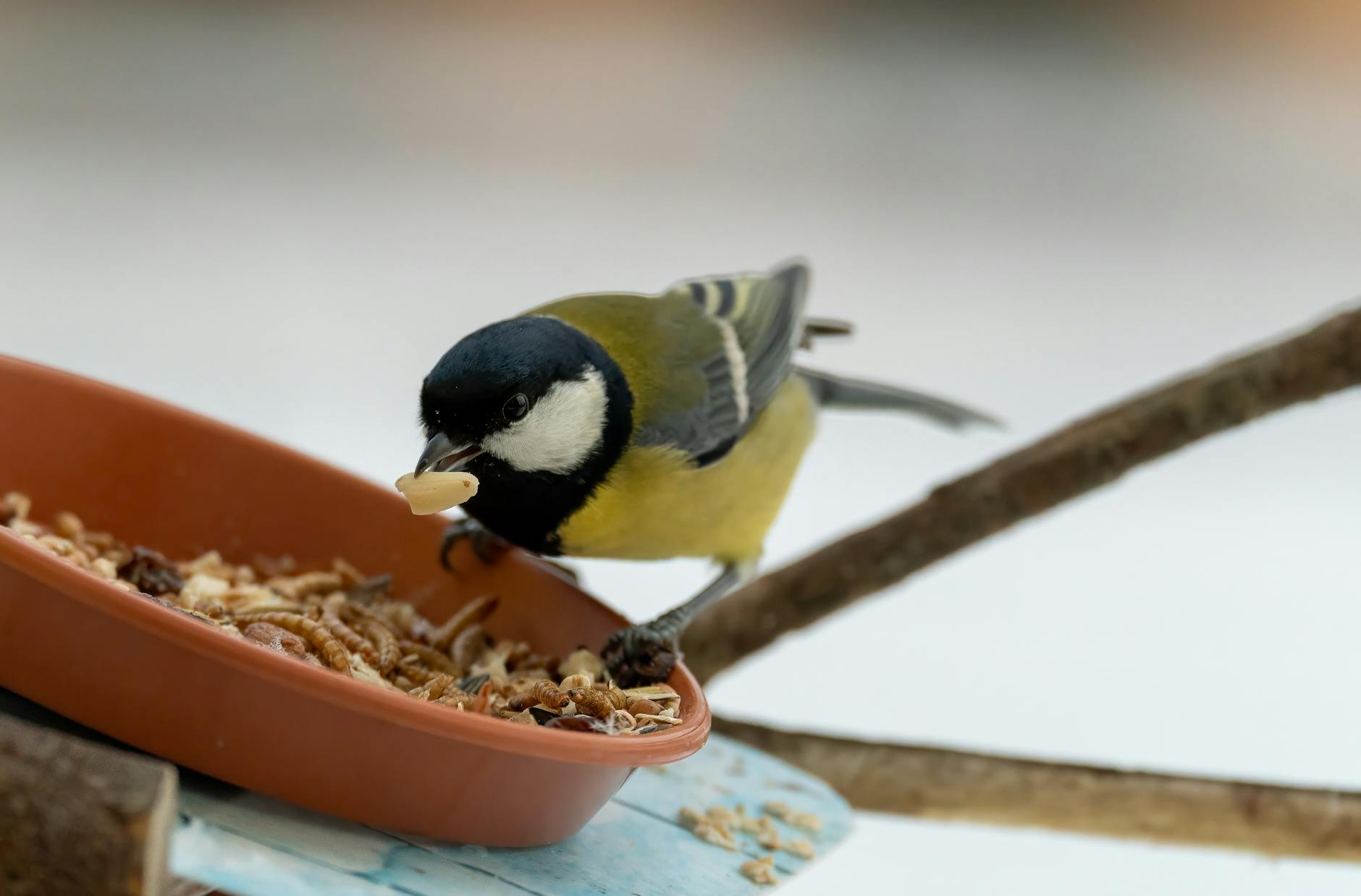 Wintervogels in Nederland, met wintergasten en standvogels in een winterlandschap