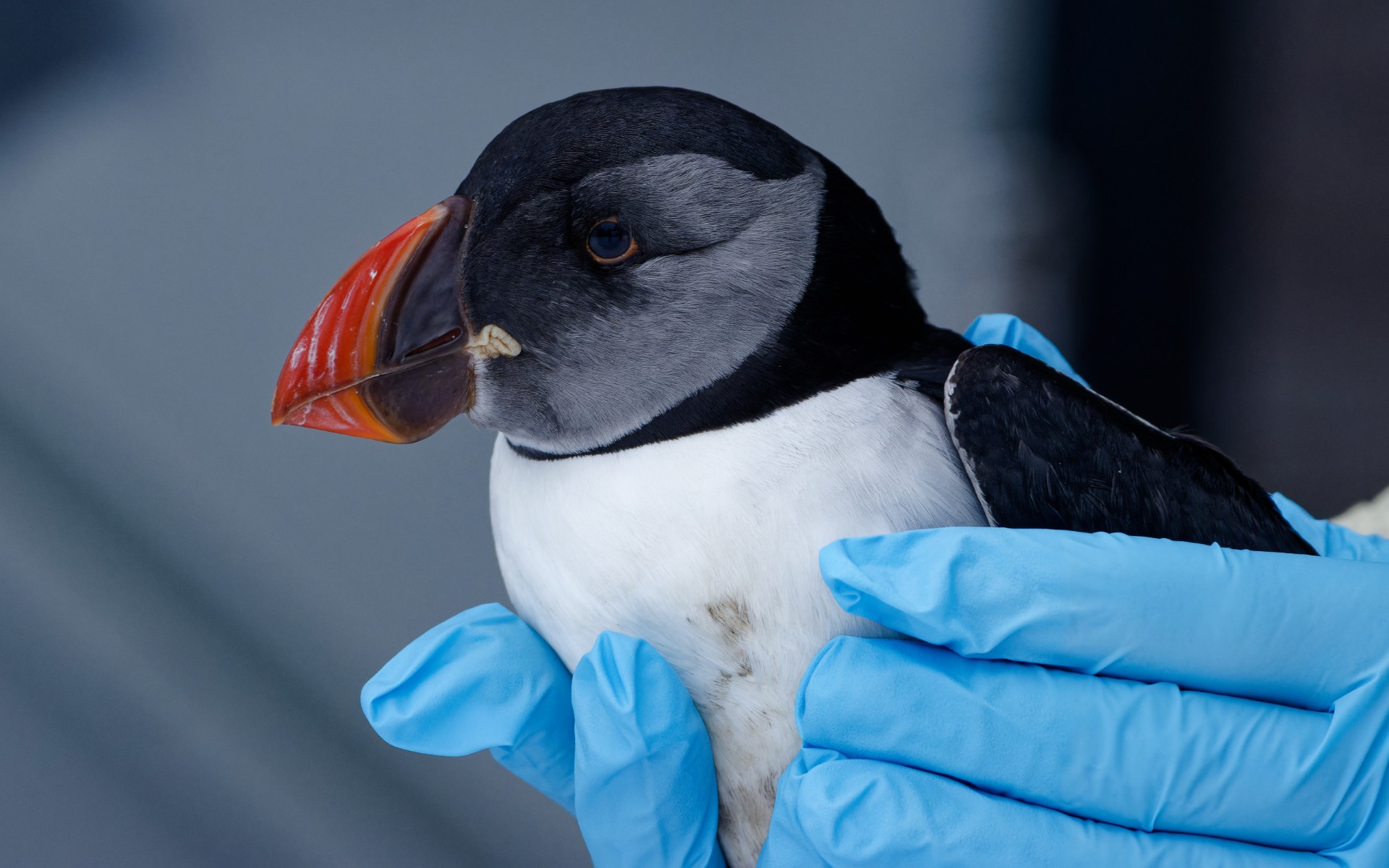 De Bonte Piet vangt papegaaiduiker op