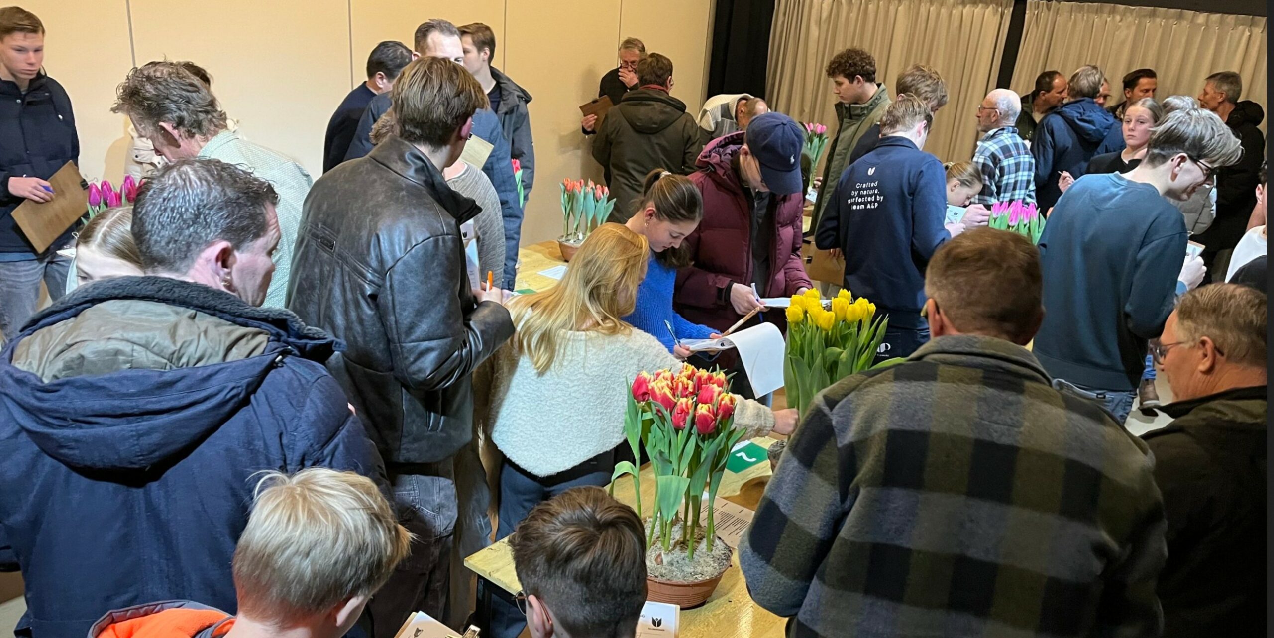 Deelnemers beoordelen tulpen tijdens de seizoensstart van het tulpenkeuren in De Schoof in Wervershoof.