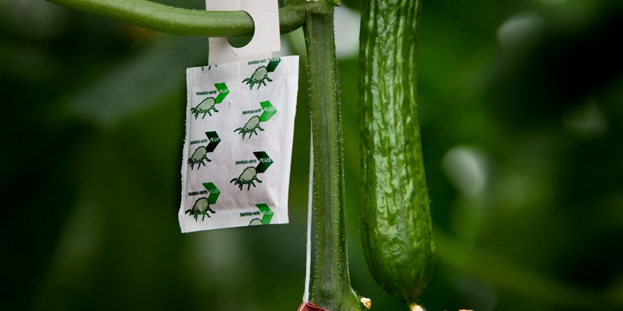 Biologische bestrijders zoals sluipwespen en roofmijten in een Nederlandse kas tegen plaaginsecten