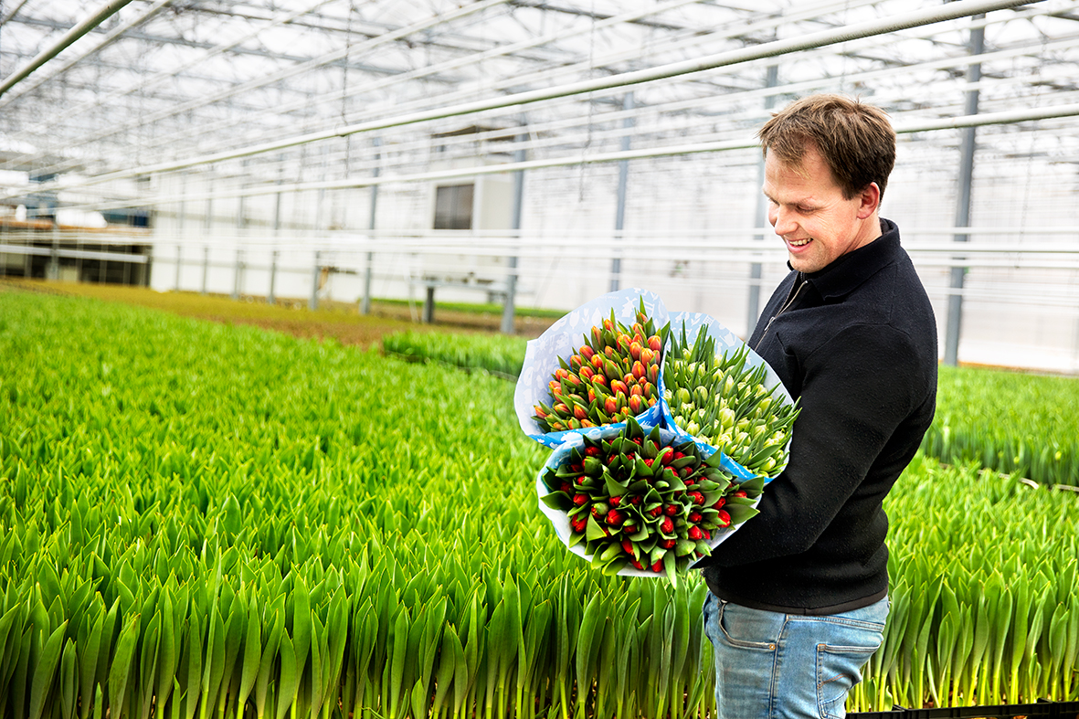 Rode en roze tulpen uit de kas van Smal Bloembollen in Oudendijk