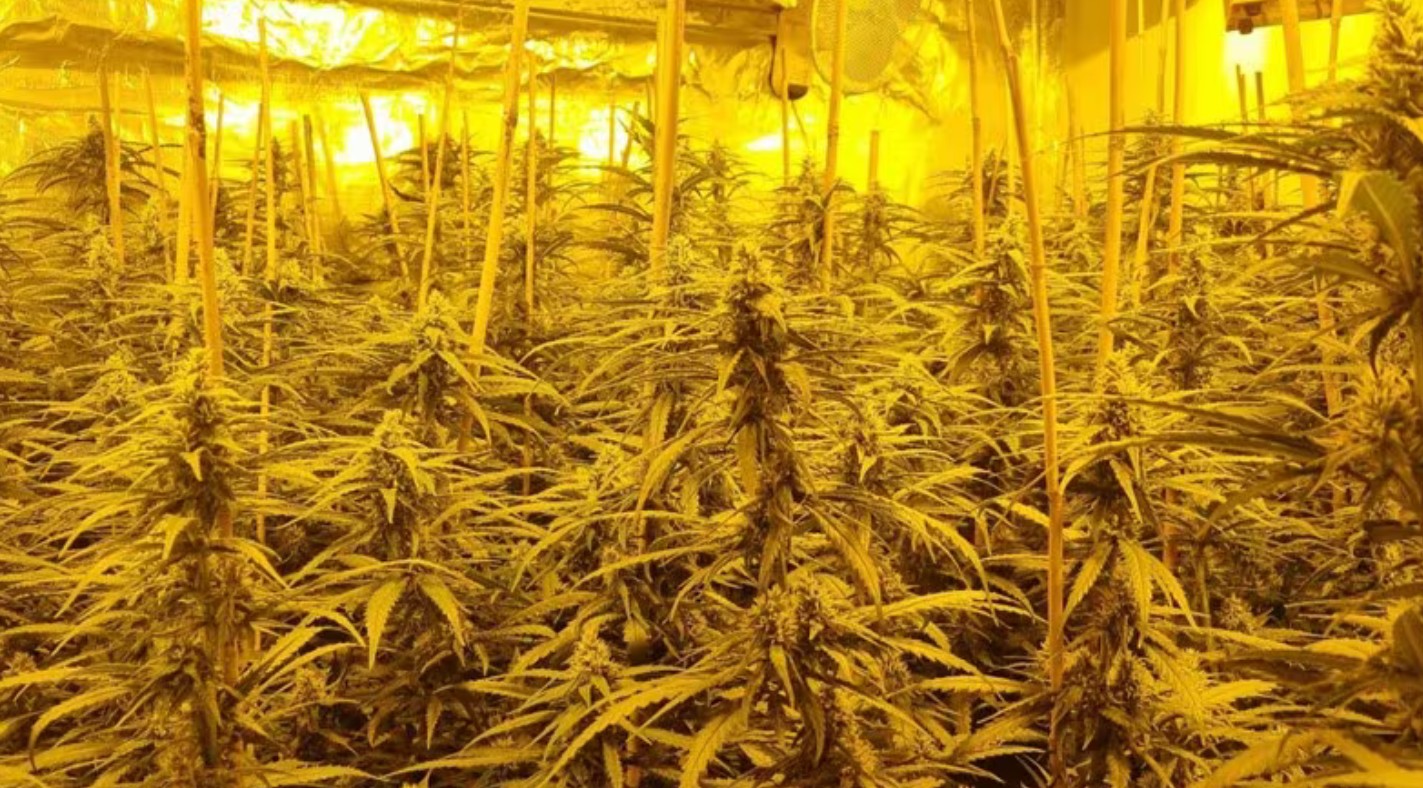 Politie treft hennepkwekerij met hennepplanten aan in een woning