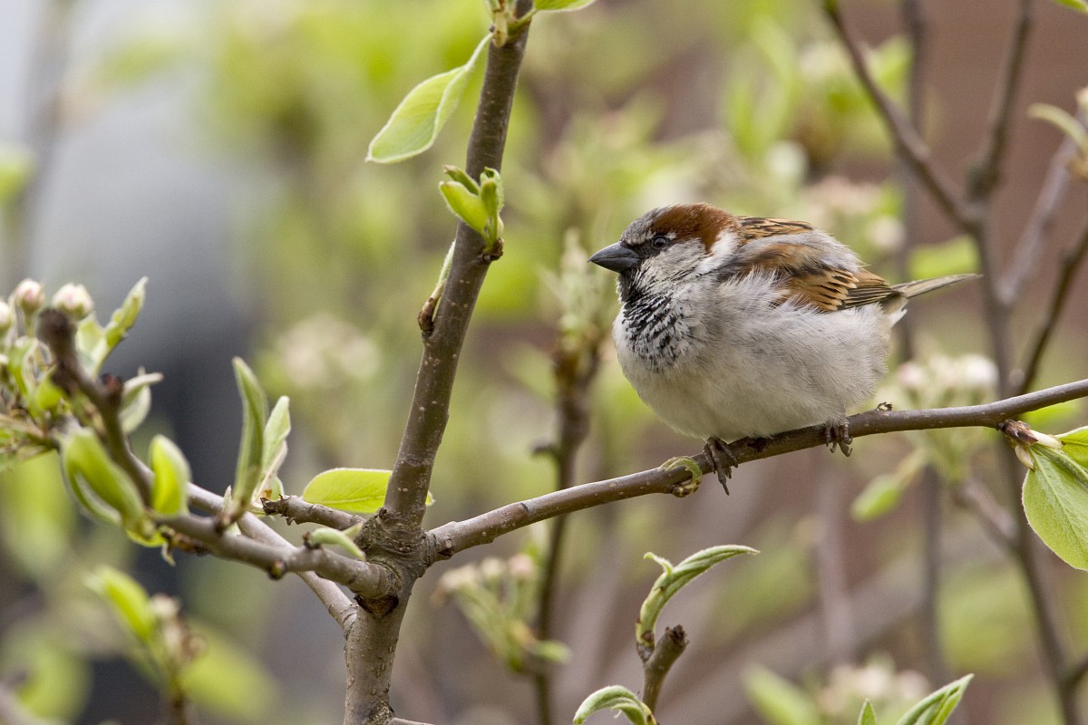 Vrijwilligers werken aan natuurbeheer en biodiversiteit in de provincie Noord-Holland.
