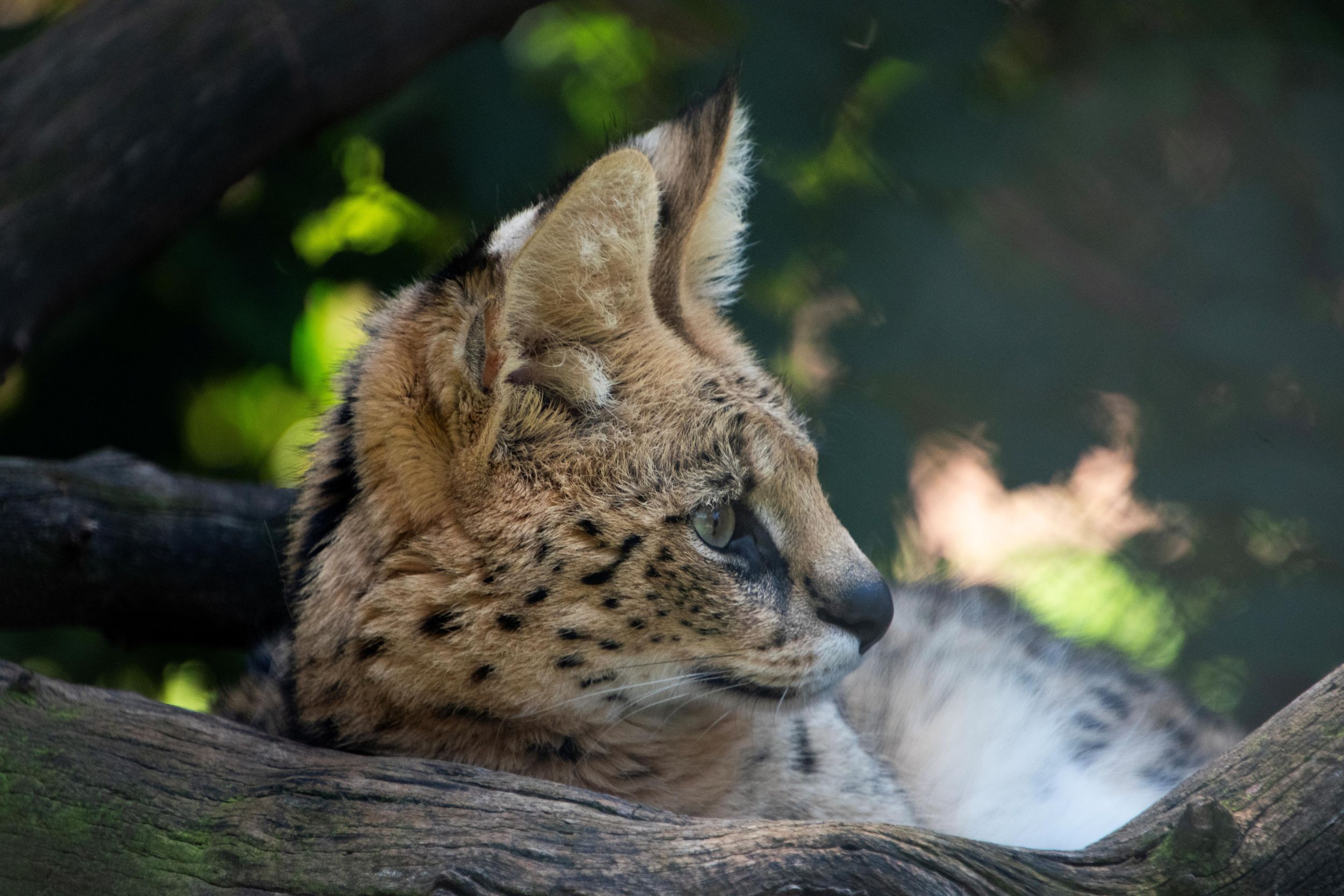 Serval in opvang bij Stichting Leeuw in Dierenpark Hoenderdaell