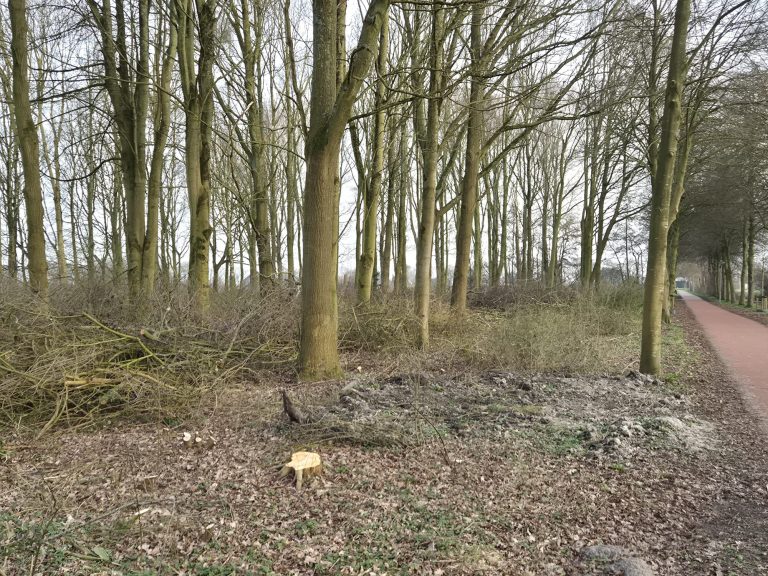 Snoeiwerkzaamheden in het Dokter Singelenbergpark in Westwoud tijdens groot onderhoud van het park Drechterland zet snoeischaar in Singelenbergpark